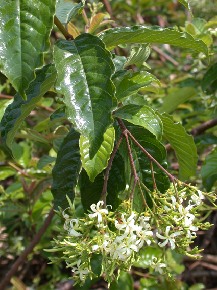 Kết quả hình ảnh cho Aganosma marginata