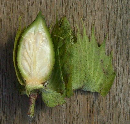 Gossypium fruit.December6.2012.72