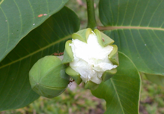 Duabanga flower at 09.30.72
