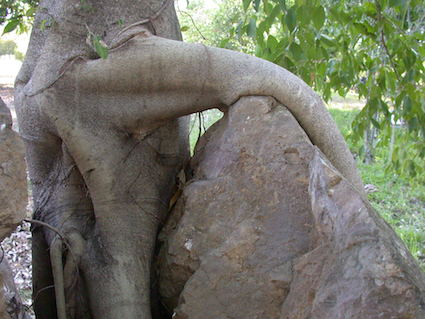 Ficus benjamina liquid root. DG July 2015